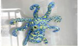 Leopard octopus