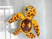 big eyes turtle