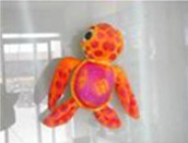 big eyes turtle
