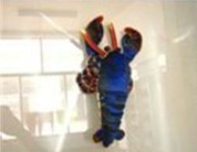 Lobster