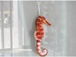 Hippocampal