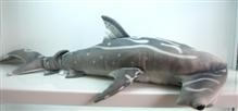 Hammerhead shark