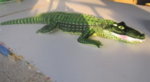crocodile
