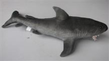 Sharks