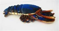 Blue Lobster
