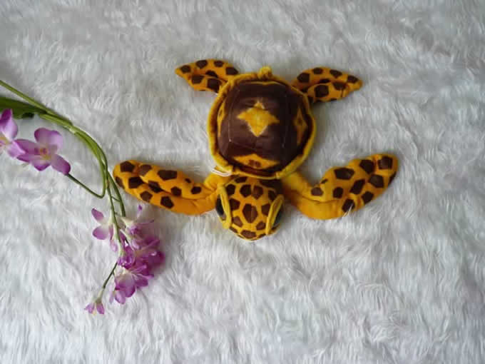 big eyes turtle