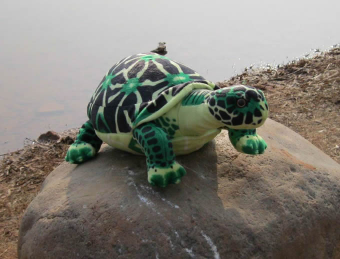 radiated tortoise