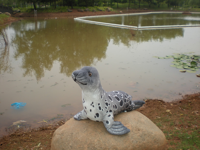 big seals 