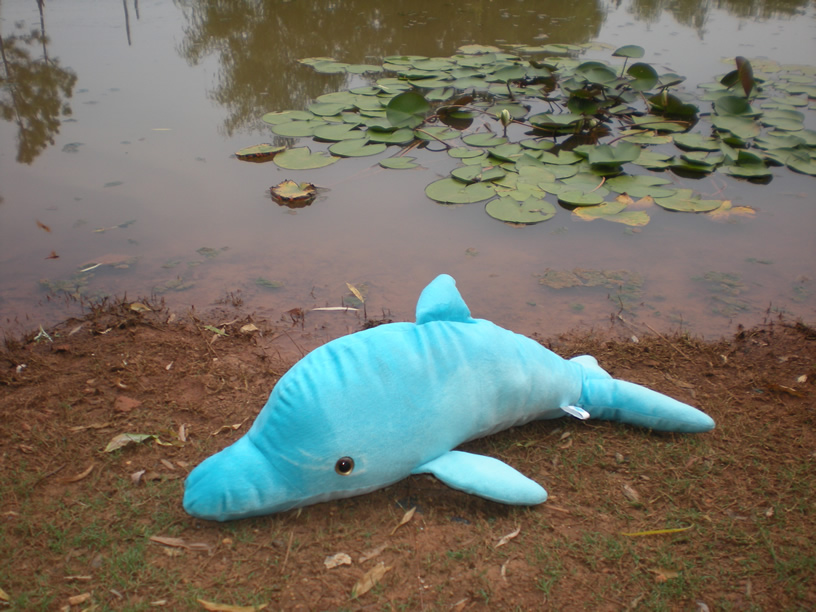 Dolphins