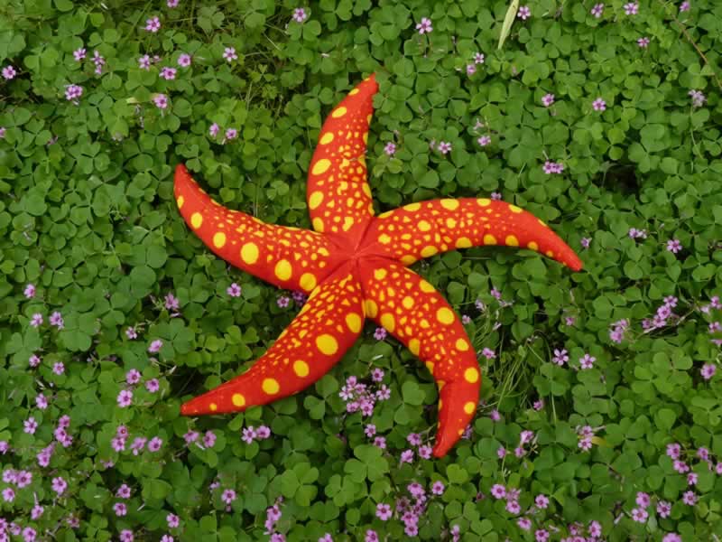 red octopus