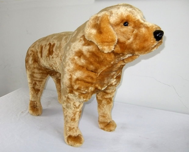 Labrador retriever