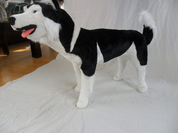 Husky dog