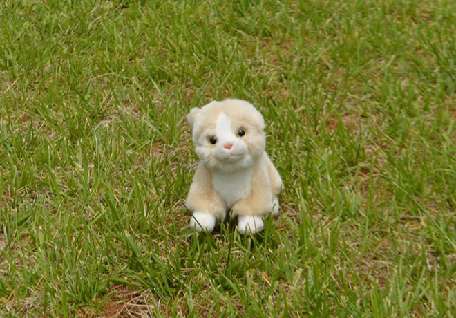 cat